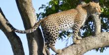 Safari holidays in Kenya