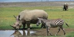 Safari holidays in Kenya