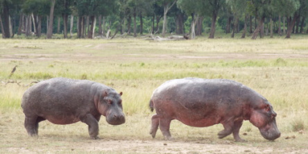 Safari holidays in Kenya