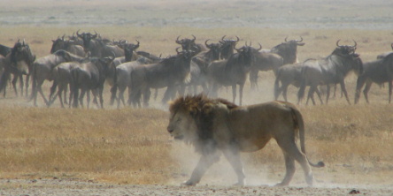 Safari holiday in Tanzania