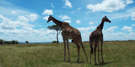 Safari holidays in Kenya